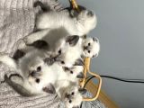 3 Aylık Yakışıklı Bir Beyefendi