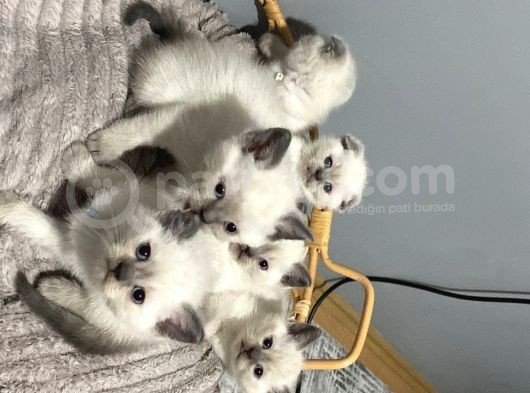 3 Aylık Yakışıklı Bir Beyefendi görsel
