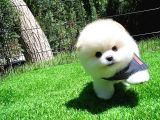 AA Kalite Safkan  Pomeranian Oğlumuz