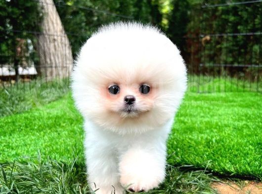Aa Kalite Safkan  Pomeranian Oğlumuz görsel