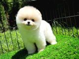Aa Kalite Safkan  Pomeranian Oğlumuz