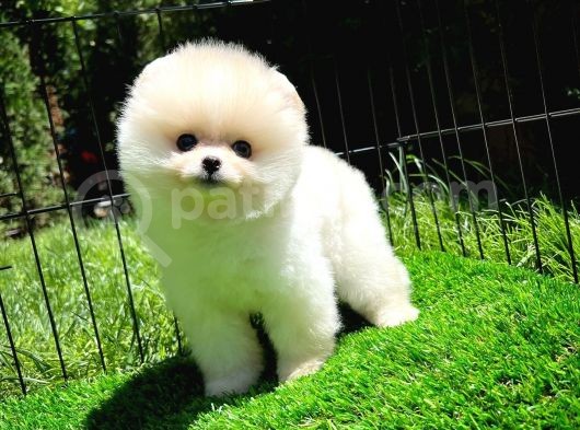 Aa Kalite Safkan  Pomeranian Oğlumuz görsel