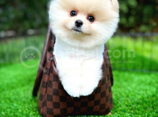 Aa Kalite Safkan  Pomeranian Oğlumuz görsel