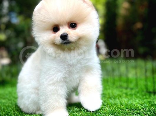 Aa Kalite Safkan  Pomeranian Oğlumuz görsel