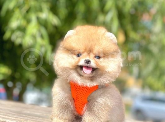 Teddy Face Pomeranian Boo Bebekler görsel