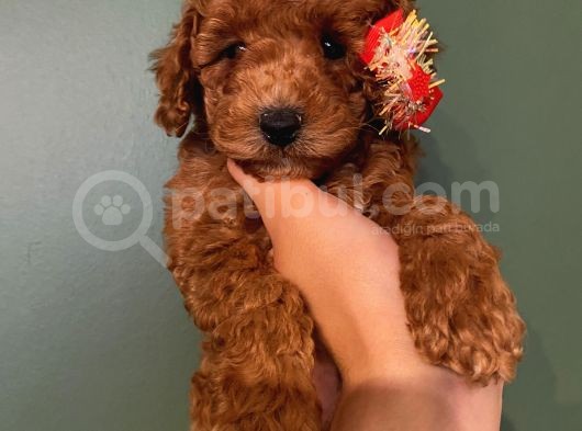 Safkan Di̇şi̇ Erkek Toy Poodle Yavrular