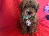 ORJİNAL TOY POODLE YAVRULAR