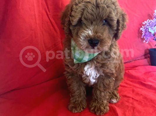 Orji̇nal Toy Poodle Yavrular