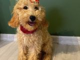 10 Aylık Dişi Minyatür Poodle