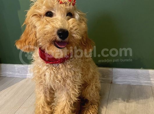 10 Aylık Dişi Minyatür Poodle