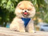 Safkan Pomeranian Boo Yavrular