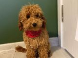 5 Aylık Toypoodle Di̇şi̇ Yavrumuz