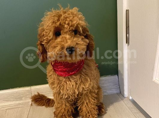 5 Aylık Toypoodle Di̇şi̇ Yavrumuz görsel