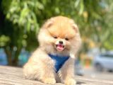 Safkan Pomeranian Boo Yavrular