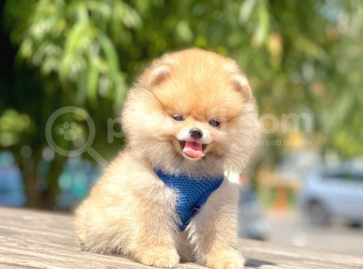 Safkan Pomeranian Boo Yavrular görsel