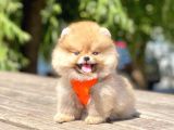 Teddy Face Pomeranian Boo Bebekler