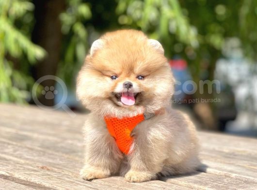 Teddy Face Pomeranian Boo Bebekler