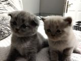 Kalite Scottish Fold Erkek Ve Dişi Gören Hayran