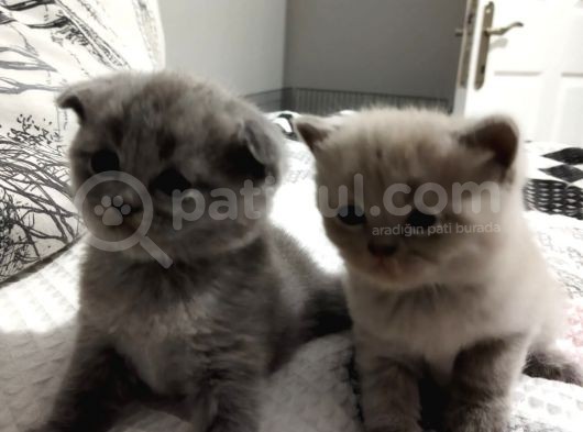 Kalite Scottish Fold Erkek Ve Dişi Gören Hayran görsel