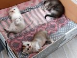 1 Aylık Yavrular