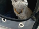 British Shorthair 2 Aylık Erkek Yavrumuz