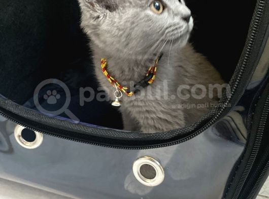 British Shorthair 2 Aylık Erkek Yavrumuz görsel