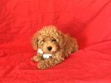 Orji̇nal Toy Poodle Yavrular