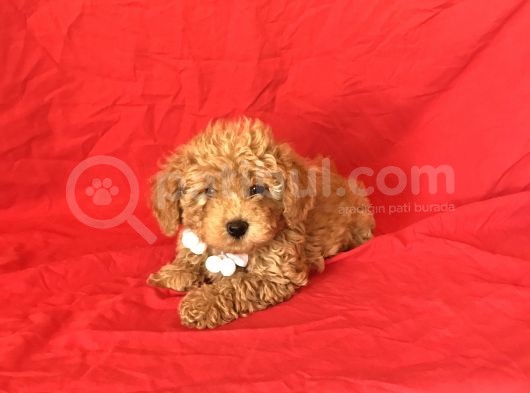 Orji̇nal Toy Poodle Yavrular görsel