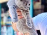 British Shorthair 2 Aylık Erkek Yavrumuz