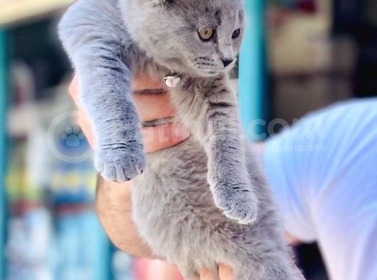 British Shorthair 2 Aylık Erkek Yavrumuz