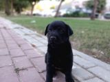 1 Aylık Dişi Labrador Yavrusu