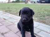 1 Aylık Dişi Labrador Yavrusu