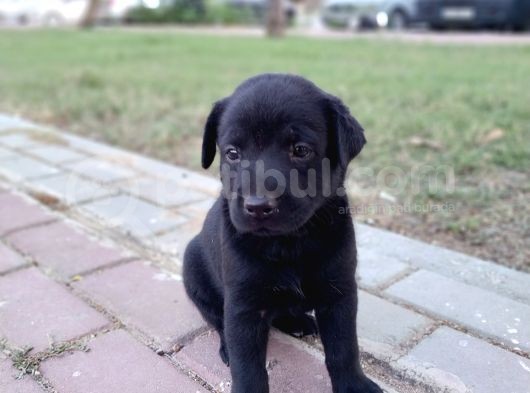 1 Aylık Dişi Labrador Yavrusu görsel