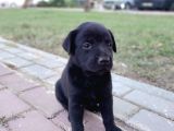 1 Aylık Dişi Labrador Yavrusu