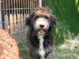 Bernedoodle Yavrular