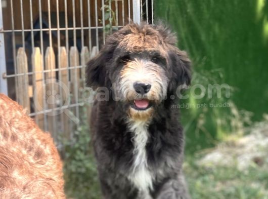 Bernedoodle Yavrular