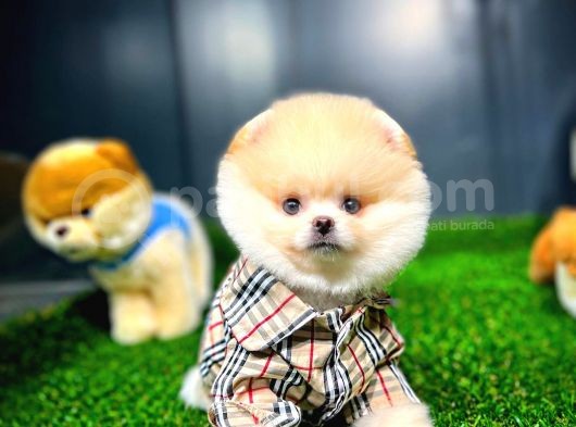 Ayı Surat Pomeranian Boo Yavrularımız görsel