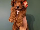 Safkan Di̇şi̇ Erkek Toy Poodle Yavrular