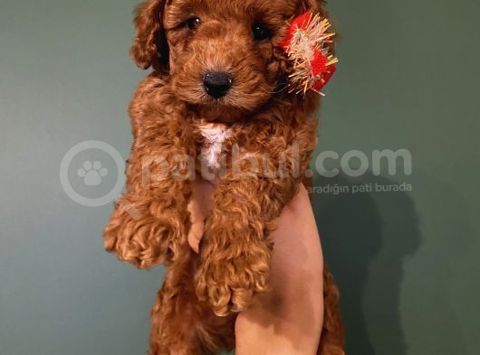 Safkan Di̇şi̇ Erkek Toy Poodle Yavrular görsel