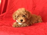 Orji̇nal Toy Poodle Yavrular