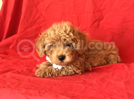 Orji̇nal Toy Poodle Yavrular görsel
