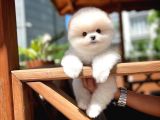 Ayı Surat Pomeranian Boo Yavrularımız
