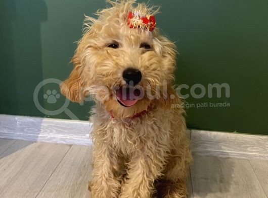 10 Aylık Dişi Minyatür Poodle görsel