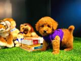 Toy Poodle Yavrularımız