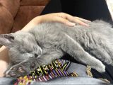 British Shorthair 2 Aylık Erkek Yavrumuz