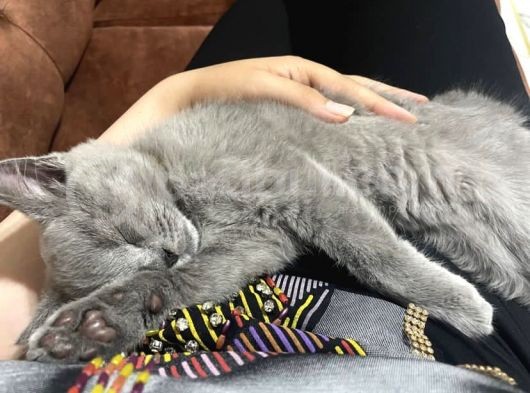 British Shorthair 2 Aylık Erkek Yavrumuz görsel