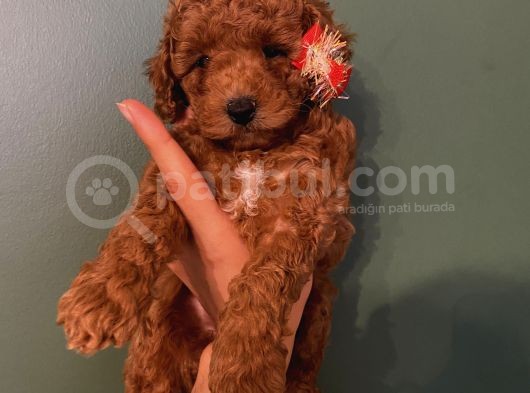 Safkan Di̇şi̇ Erkek Toy Poodle Yavrular görsel