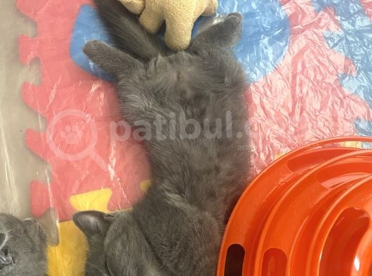 Güzel Yavrularımız görsel