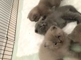 Kalite Scottish Fold Erkek Ve Dişi Gören Hayran