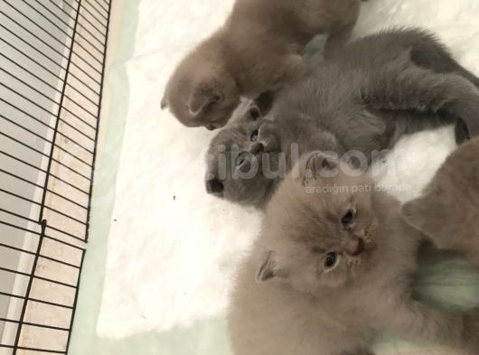 Kalite Scottish Fold Erkek Ve Dişi Gören Hayran görsel